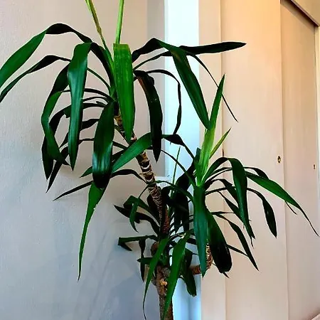 Yuri's Appartement Turijn